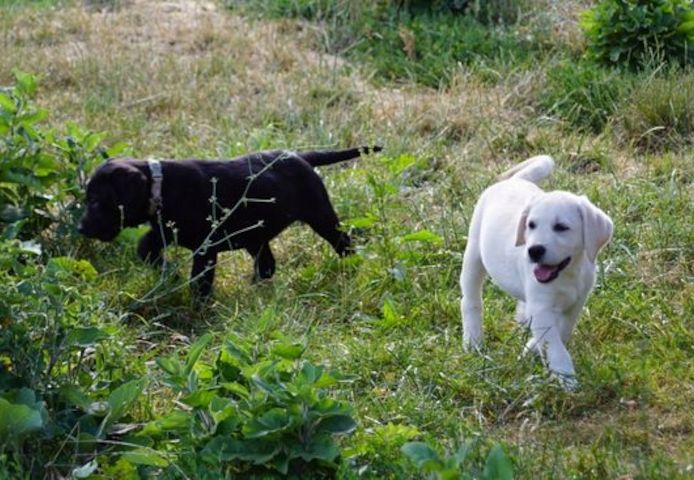 Labradorwelpen schwarz und braun /Hündinnen mit Ahnentafel
