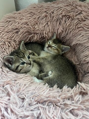 2 Britisch Kurzhaar Mix Geschwister Kitten
