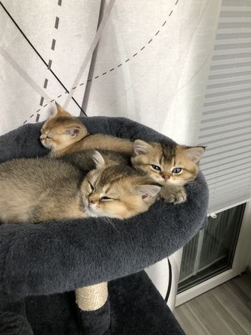 Reinrassige BKH Golden Shaded Kitten