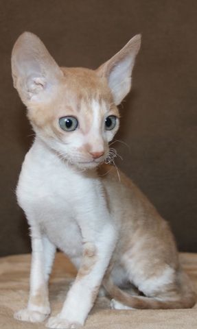 Cornish Rex vom hohen Fläming