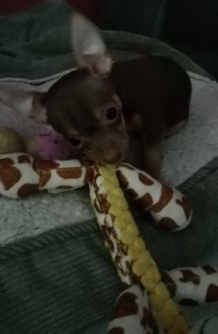 Chihuahua Zwergpinscher Mischlinge