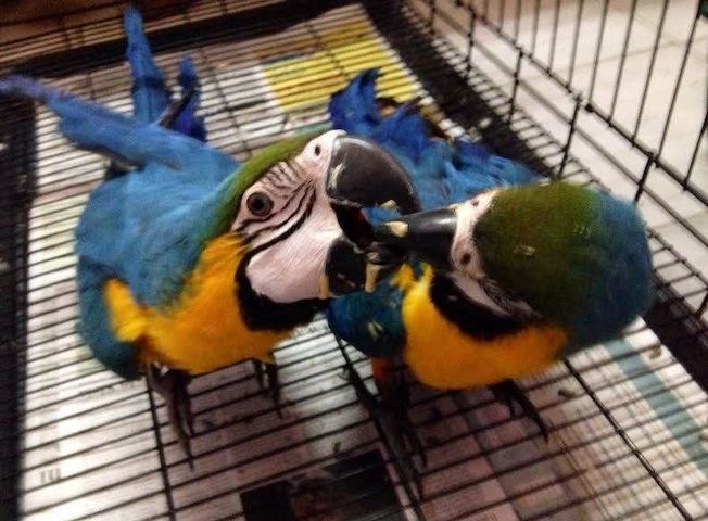 Blaue und goldene Ara Papageien,