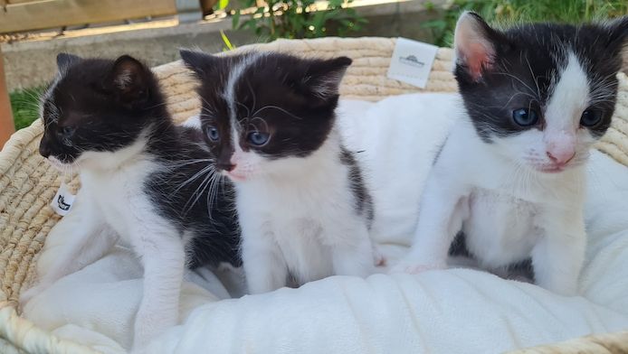 4 kitten katzenbaby