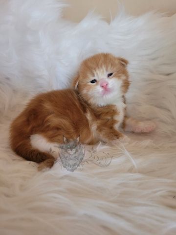 Wundervolle Maine Coon Kitten