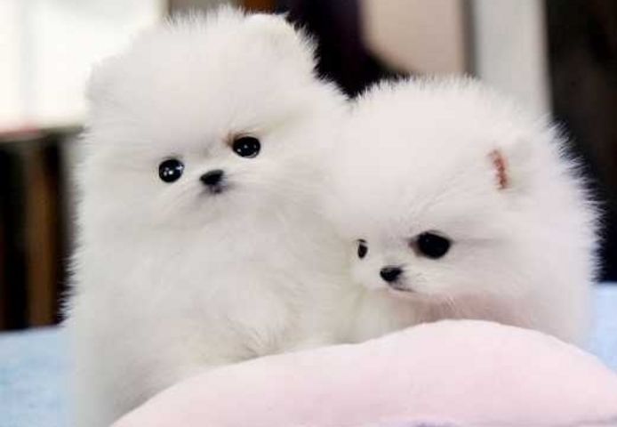 Mini Zwergspitz Pomeranian Babys