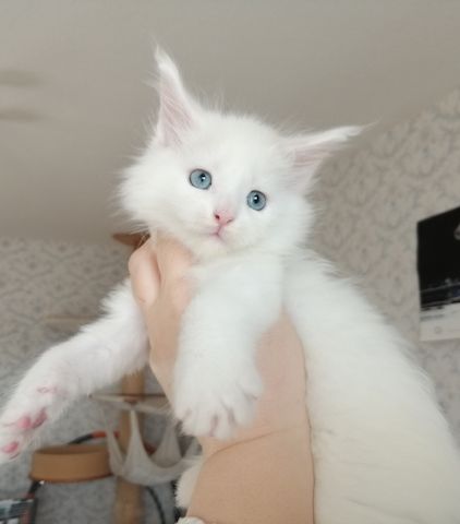 Maine Coon Kitten mit Stammbaum blaue Augen