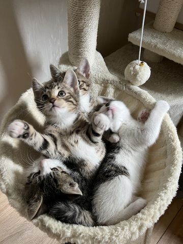 Super süße 4 EKH Kitten (2 Männchen + 2 Weibchen) zum verlieben