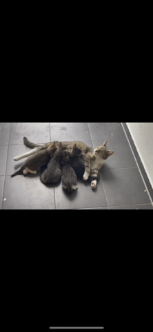 Kitten (weiblich) abzugeben, Katzenmutter abzugeben (dringend)