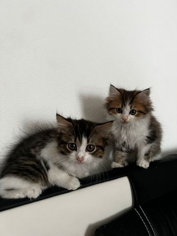 Süße Katzen Babys suchen  ein zu Hause