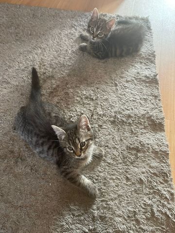 5 kleine Kätzchen suchen ein neues Zuhause