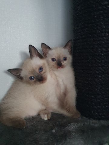Siam kitten