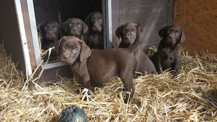 Labrador Welpen suche eine neue zu Hause