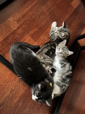 BKH Mix Kitten suchen liebevolles Zuhause