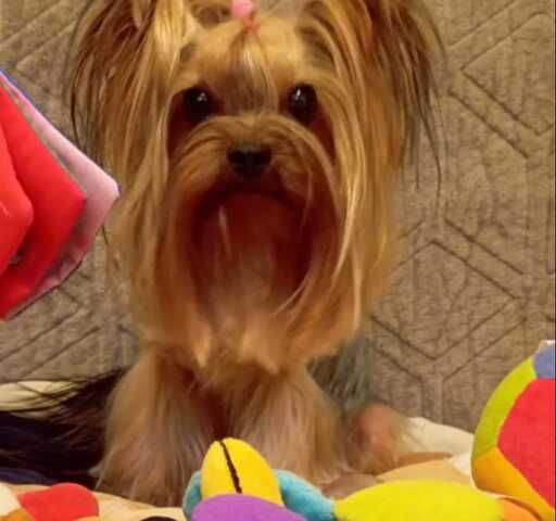 Yorkshire Terrier Welpen.