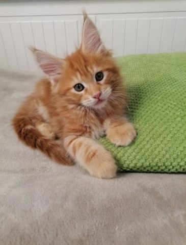 Wunderschöne Maine Coon Kitten