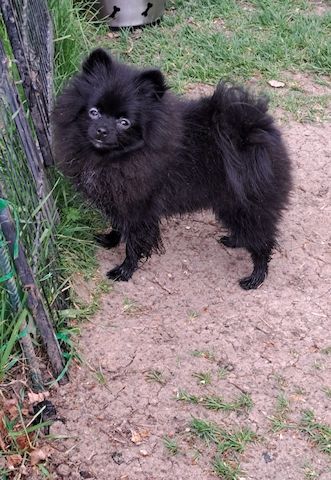 Pomeranian-Chihuahua Mix Mädchen 6 Monate (Pomchi)