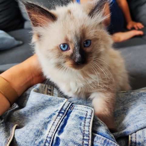 Nur noch eine kleine sibirische Kätzchen zu verkaufen - ein Mädchen