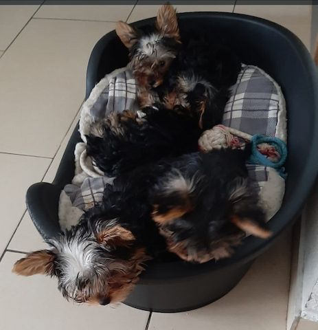 Yorkshire Terrier - Welpe - Mädchen - 4 Monate alt - reinrassig