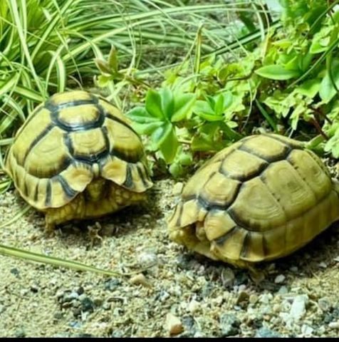Schildkröte. Wir haben noch ägyptische