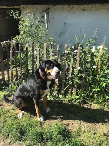 Swissydog Welpen vom Ammersee