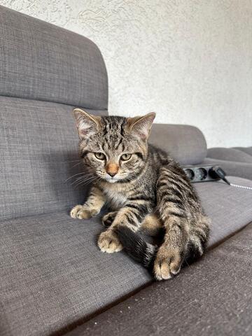 BKH/Maine Coon Mix Kitten