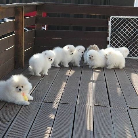 Pomeranian Zwergspitze suchen ein neues Zuhause