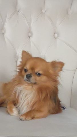Chihuahua Rüde 3 Jahre