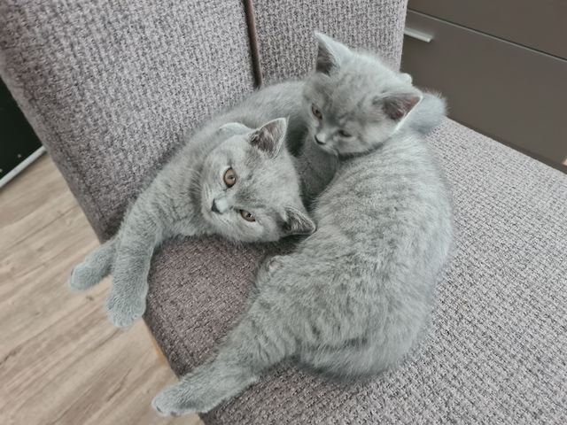 BKH-Kitten suchen ein liebes Zuhause