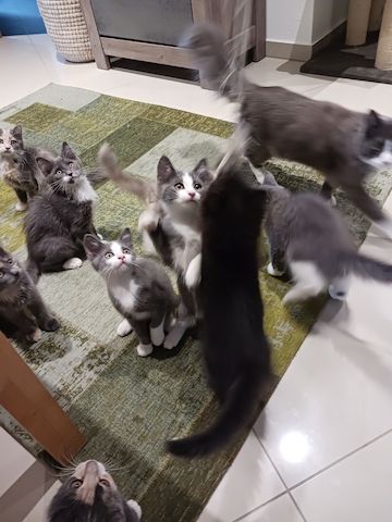 Maincoon Mix Kitten