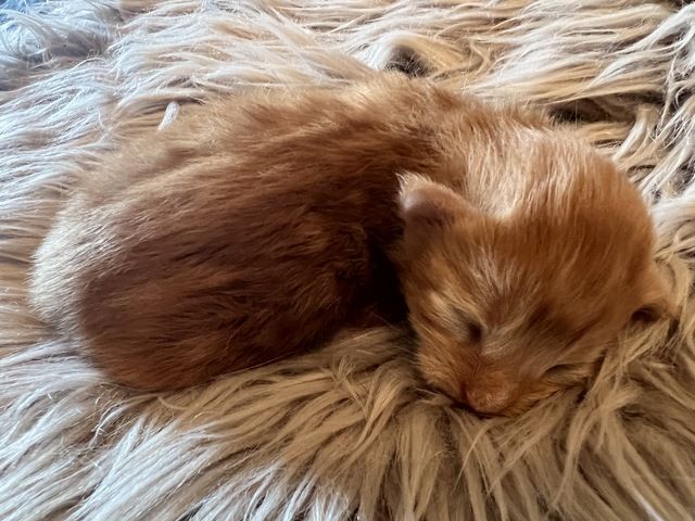 Maine Coon Kitten