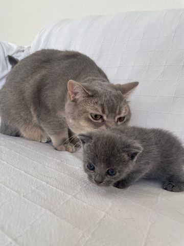 Bkh&Blue Russian Kitten abzugeben