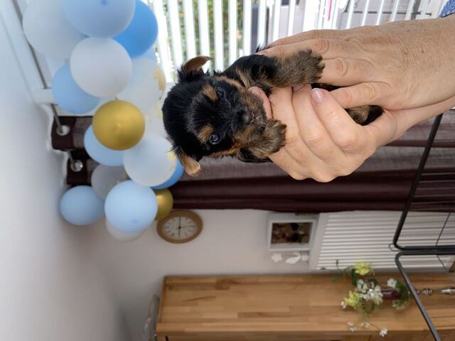 Yorkshire Terrier Welpen