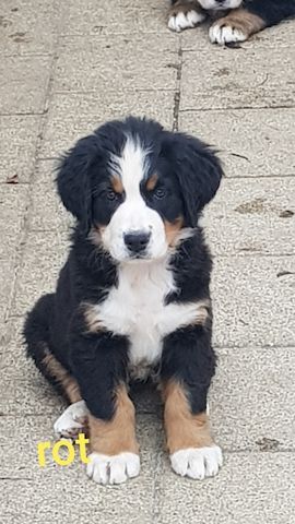 Schöne Berner Sennenhund Welpen