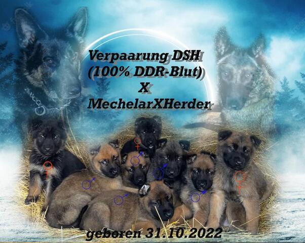 Verpaarung MechelarXHerder & DSH (DDR-Linie)