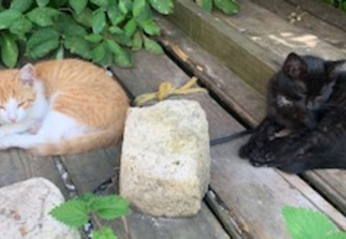 Glückskater und besondere schwarze Katze, Babys, Kitten