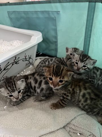 Reinrassige Bengal Kitten