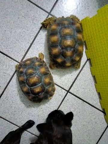 1,1 Paar Sulcata-Schildkröten