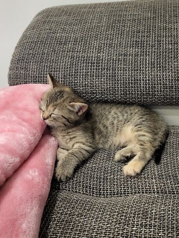 Babykatzen Kitten