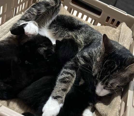 Süße BKH Kitten an Liebevolle werdende Katzen Eltern abzugeben
