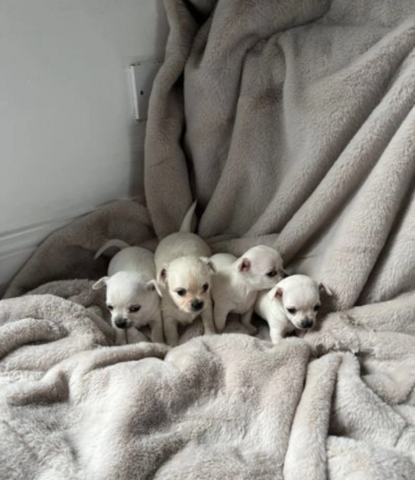 4 Chihuahua-Welpen zu verkaufen. 3 Männer und 1 Frau