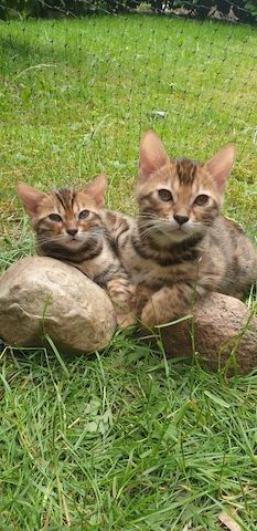 Reinrassige Bengal kitten