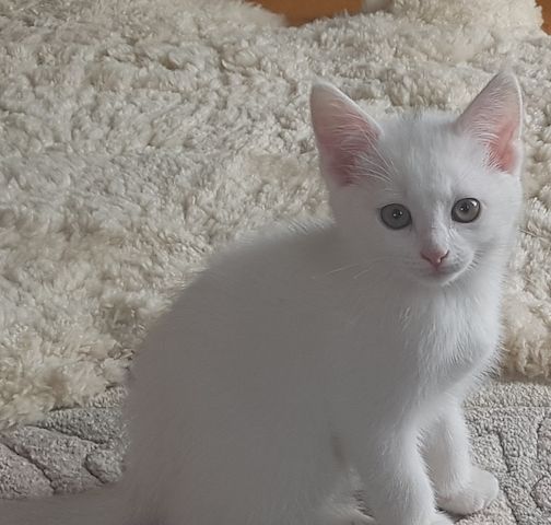 Türkisch Angora BKH Kitten 12 wo
