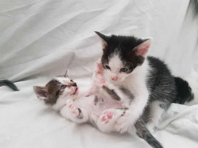 Katzen babys