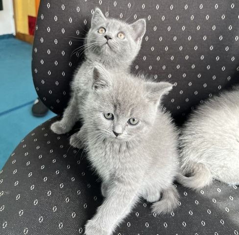 BKH Kitten Reinrassig Katzenbabys