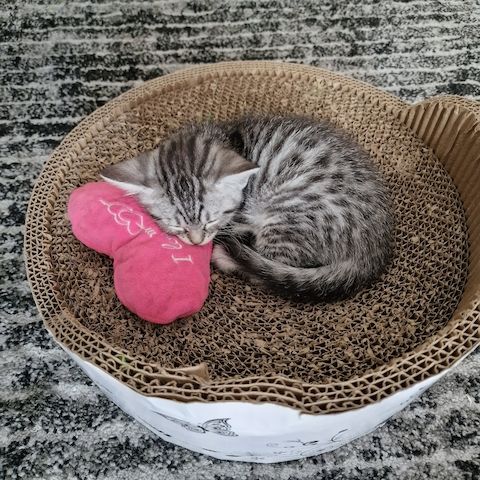 Kätzchen ab 26.06.2023 zu verkaufen für 400 Euro.