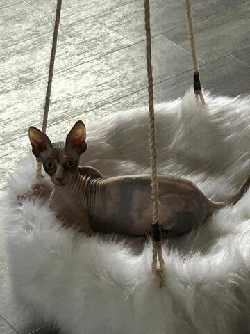 Sphynx und Devon Rex