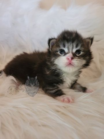 Wundervolle Maine Coon Kitten