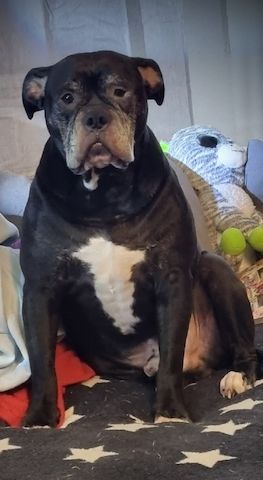 Old Englisch Bulldogge