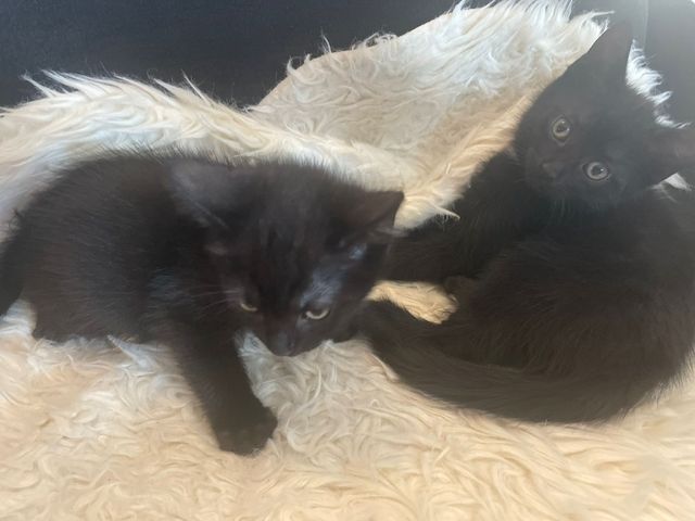 5 kleine Kätzchen suchen ein neues Zuhause
