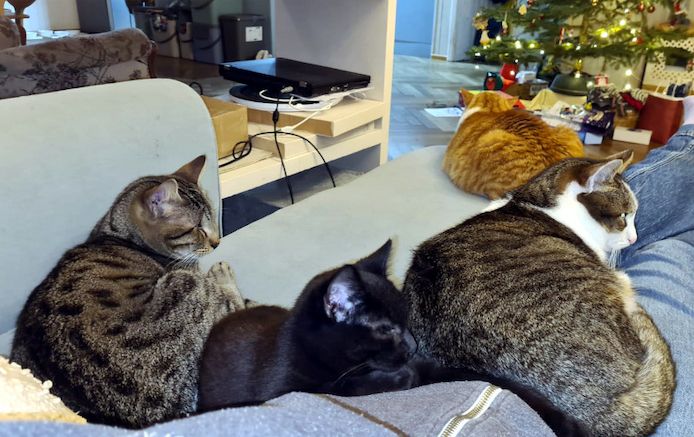 MONIS - Fast blinder, freundlicher Jungkater sucht Menschen und Katzen zum Kuscheln und Spielen